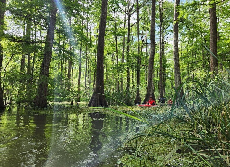 Picture 8 for Activity Baton Rouge: Kayak Tour Through the Historic Cypress Forest 5