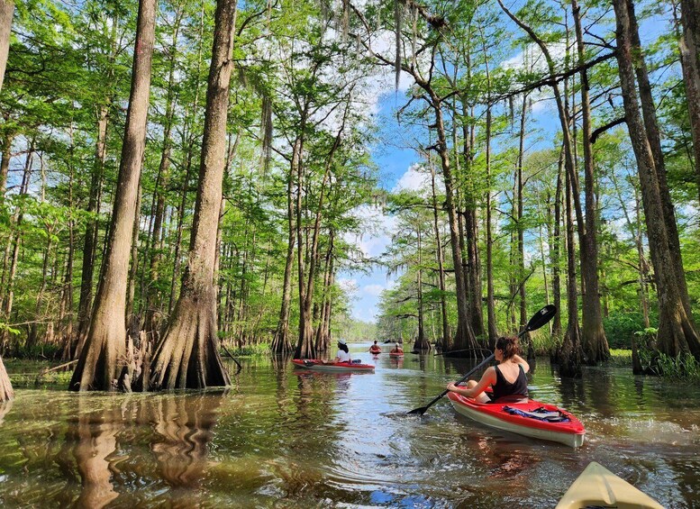Picture 13 for Activity Baton Rouge: Kayak Tour Through the Historic Cypress Forest 2