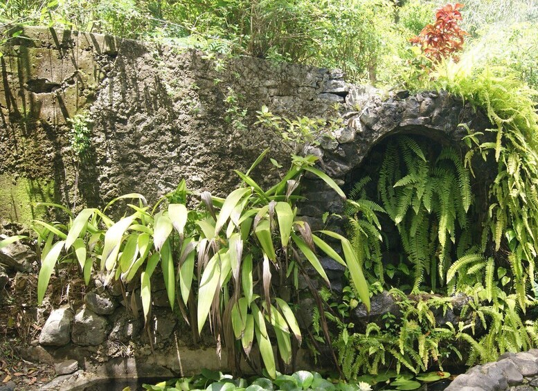 A rock formation with ferns and plants growing around it. 1