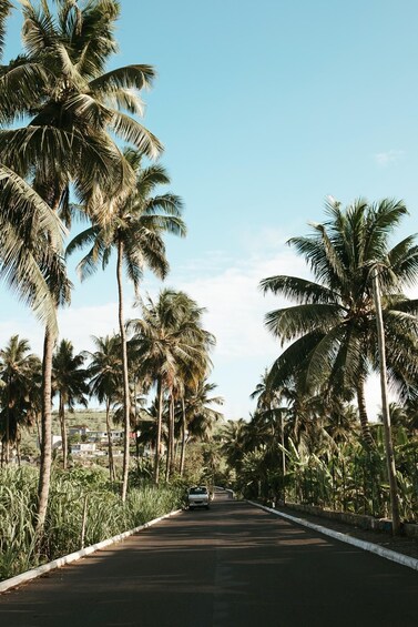 A road lined with tall palm trees under a clear blue sky. 3