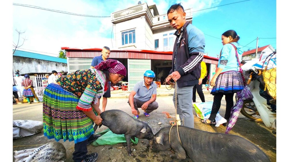 People interacting with pigs in an outdoor setting. 2