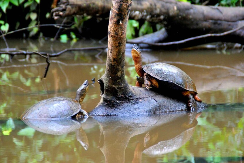 Two turtles in water with a tree trunk. 1