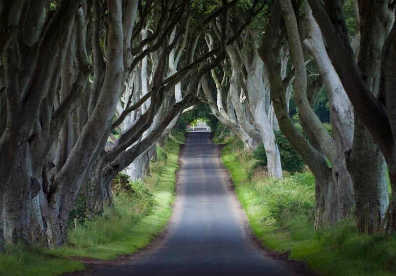 A road flanked by trees with bare branches. 1