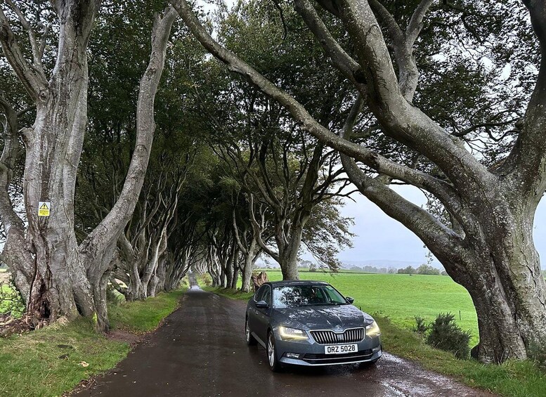 A car parked on a wet road flanked by large trees. 5