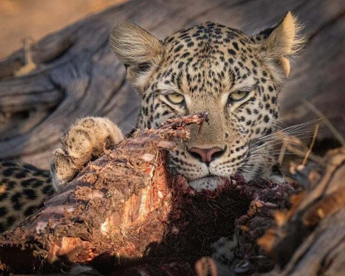 Picture 7 for Activity Jawai Leopard Wildlife Safari Private Tour In a 4x4 Jeep 5
