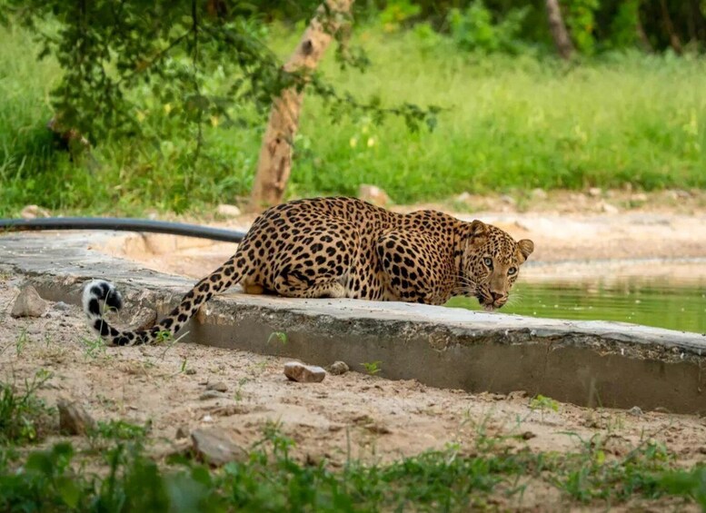 Picture 5 for Activity Jawai Leopard Wildlife Safari Private Tour In a 4x4 Jeep 2