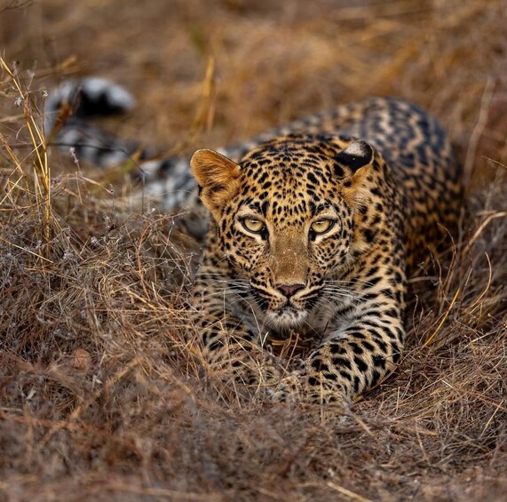 Picture 12 for Activity Jawai Leopard Wildlife Safari Private Tour In a 4x4 Jeep 3