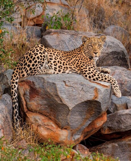 Picture 9 for Activity Jawai Leopard Wildlife Safari Private Tour In a 4x4 Jeep 4