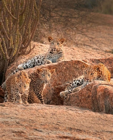 Jawai Leopard Wildlife Safari Private Tour In a 4x4 Jeep 1