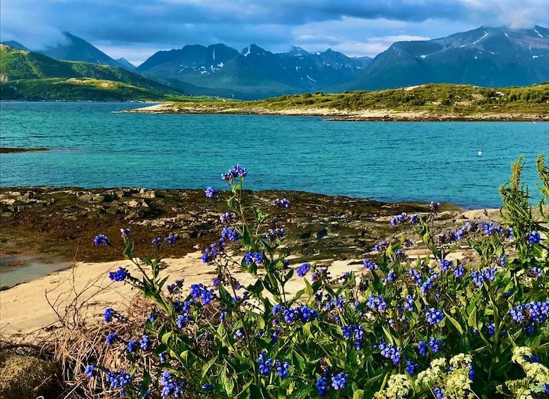 Picture 5 for Activity Exclusive, Sommarøy: Half-day guided trip in a user-friendly Hobie kayak 3