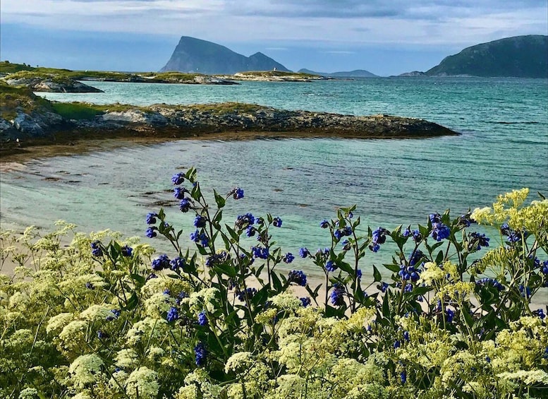 Picture 4 for Activity Exclusive, Sommarøy: Half-day guided trip in a user-friendly Hobie kayak 4