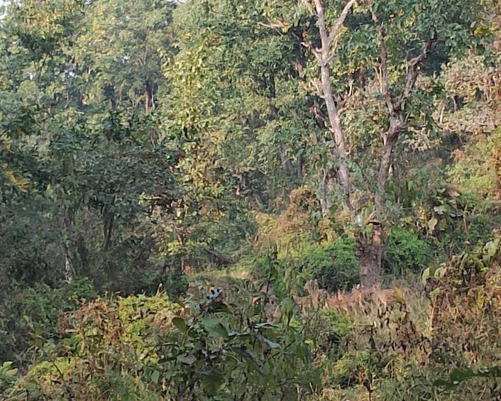 A dense forest with various trees and underbrush. 5