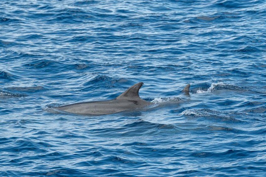 A dolphin swimming in the ocean. 5
