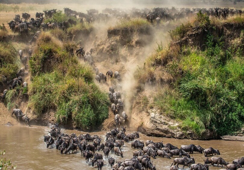 A herd of wildebeests crossing a river, surrounded by dry grass and shrubs. 1