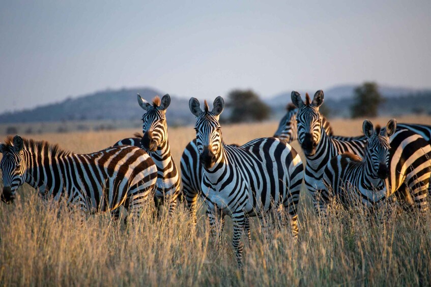 Picture 2 for Activity 3 Day | Tarangire Ngorongoro Crater & Lake Manyara 3