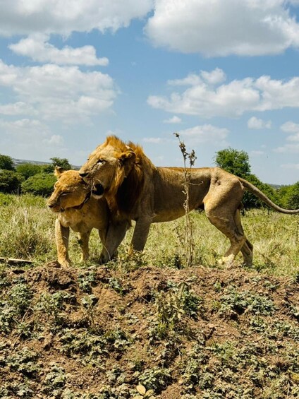 Two lions in a grassy savannah with a clear sky. 5