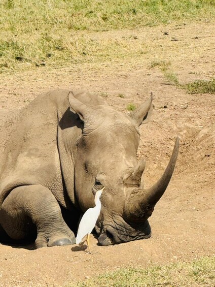 A rhinoceros lying on the ground with a white bird perched on its nose. 2