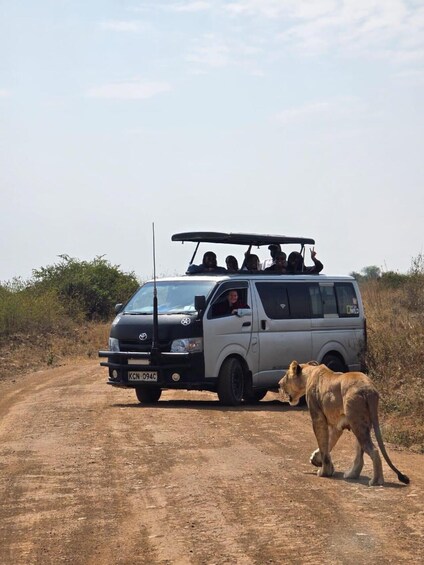 A safari vehicle with passengers and a lion walking on a dirt road. 1