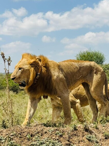 A lion walking in a grassy savannah with sparse vegetation and a clear sky. 3