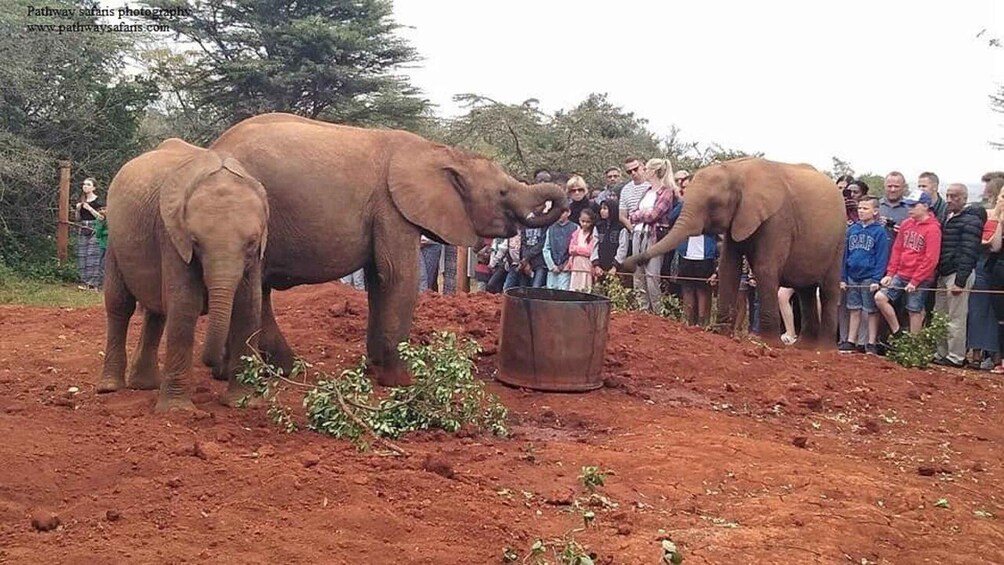 Elephants performing tricks for an audience. 4