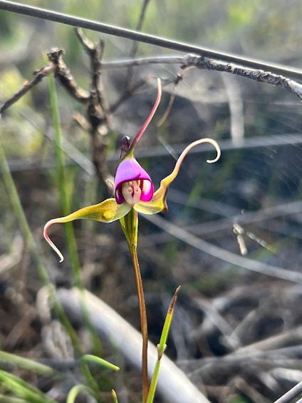 Cape Town: Wildflower Trails Hiking Tour 1