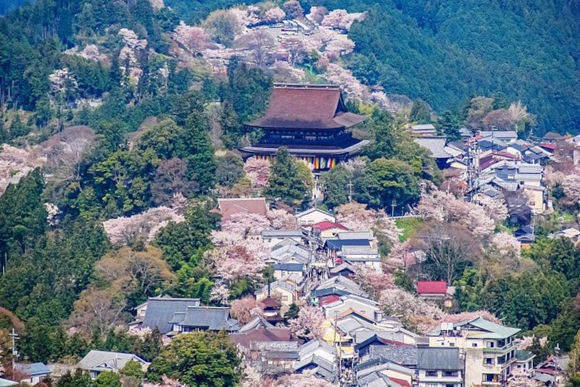 A traditional Japanese temple surrounded by cherry blossoms and residential buildings. 3