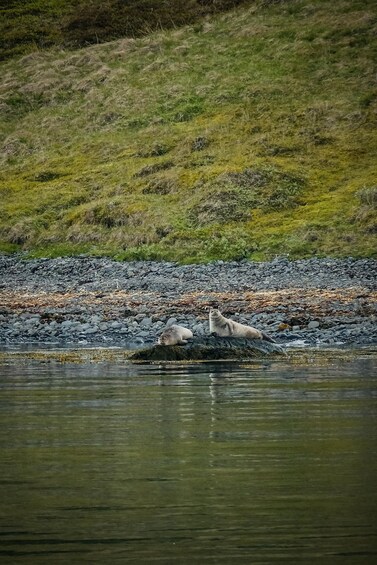 Picture 2 for Activity Seyðisfjörður nature and wildlife cruise 3