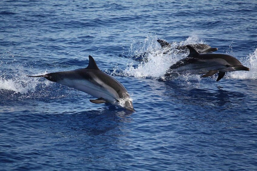 Two dolphins leaping out of the water. 1