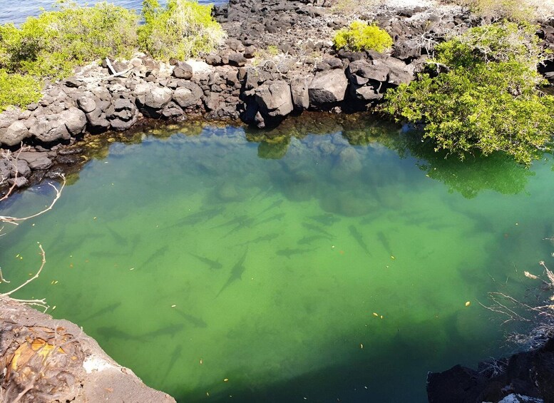 A clear green pool surrounded by rocks and sparse vegetation. 3
