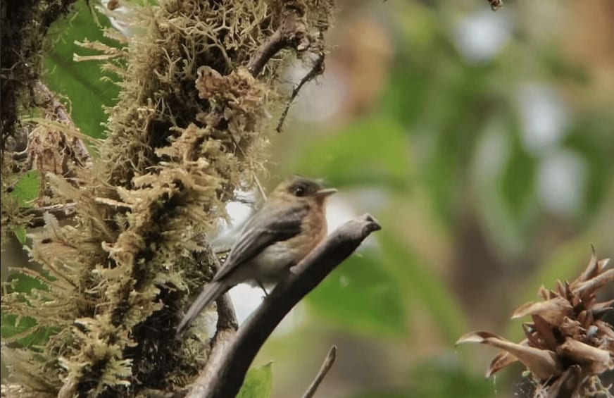 Picture 5 for Activity Santa Elena: Private Guided Walk in the Cloud Forest Reserve 2