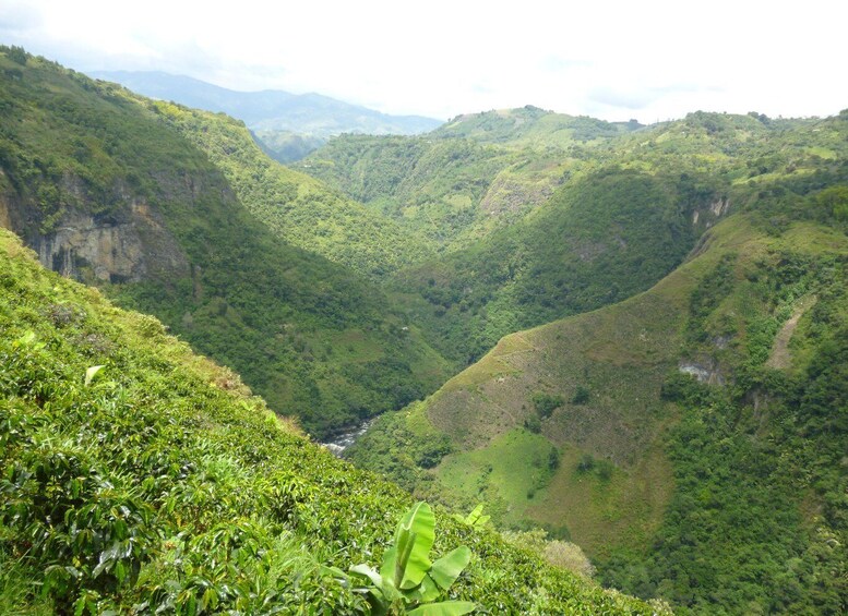 A lush valley with steep hills and dense greenery. 5