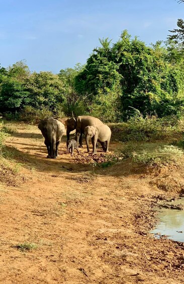 A group of elephants on a dirt path with dense green foliage in the background. 5