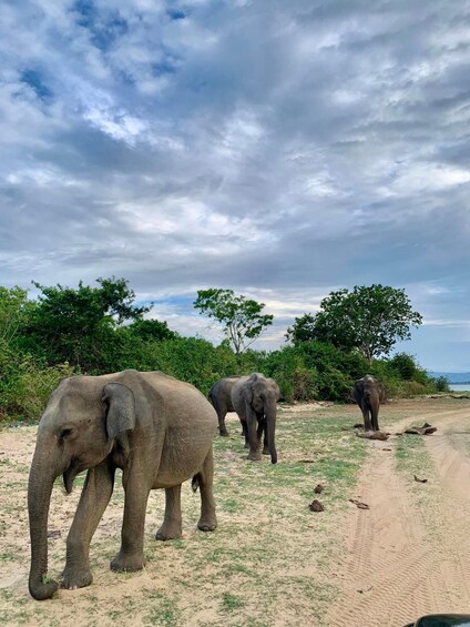 Elephants walking on a dirt path with trees and a cloudy sky in the background. 3