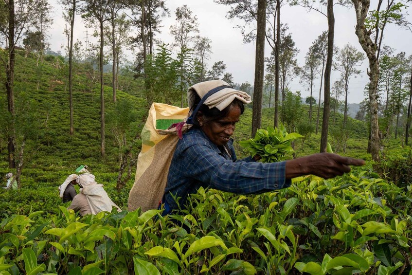 A person in a field of green tea plants, wearing a headscarf and a denim shirt, pointing towards the plants. 4