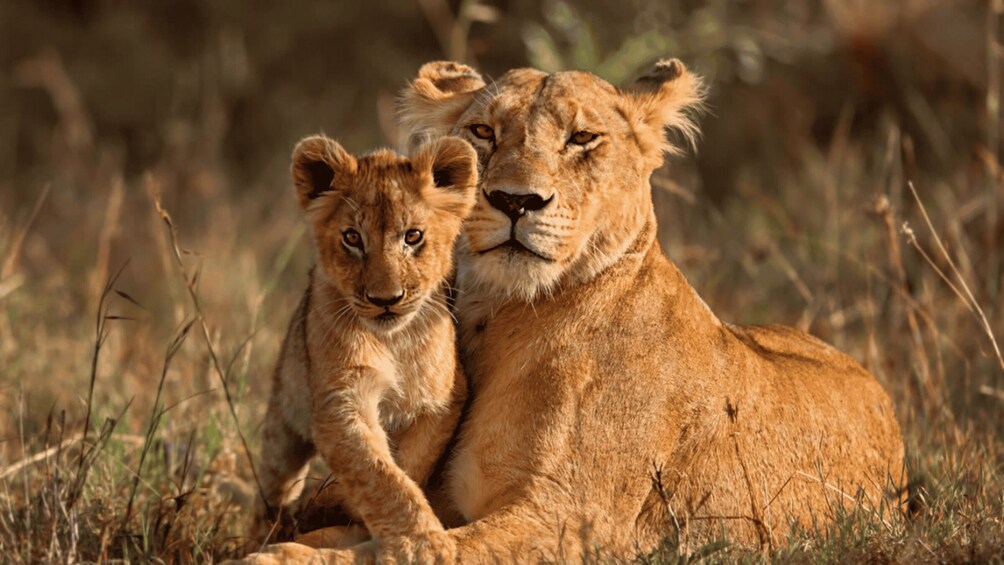 Picture 7 for Activity Arusha: 5-Day Safari to Tarangire, Serengeti, and Ngorongoro 3