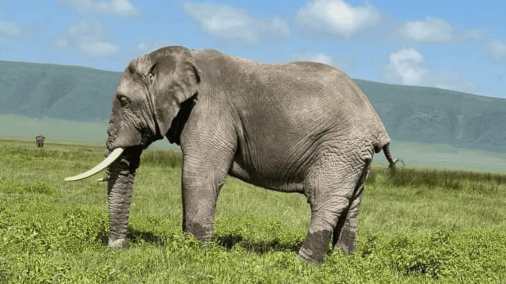 Picture 8 for Activity Arusha: 5-Day Safari to Tarangire, Serengeti, and Ngorongoro 2