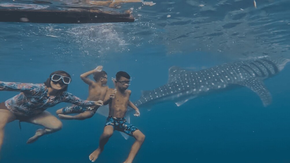 Cebu: Oslob Whale Shark and Canyoneering Group Tour 1