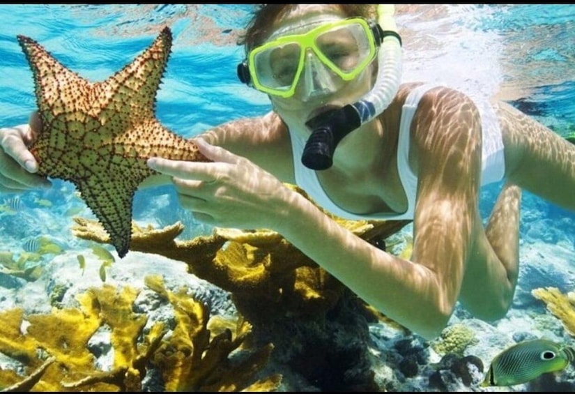 A person snorkeling underwater, holding a starfish. 1