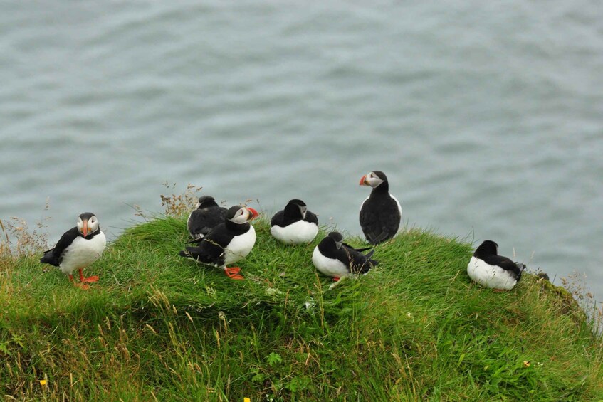 Puffins on a grassy cliff by the water. 2