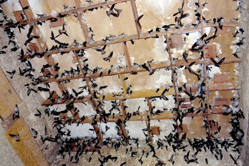 A large number of birds flying around a structure with a grid-like ceiling. 3