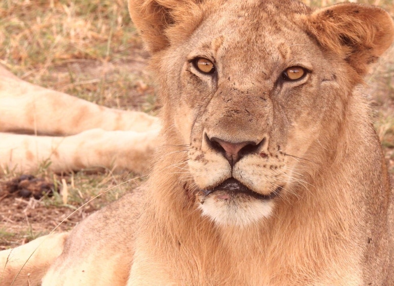 6 Days Tanzanian Safari Serengeti Wonders & Crater Magic 1
