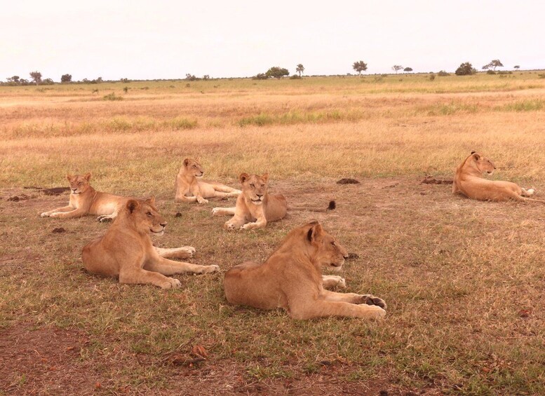 Picture 2 for Activity 6 Days Tanzanian Safari Serengeti Wonders & Crater Magic 3