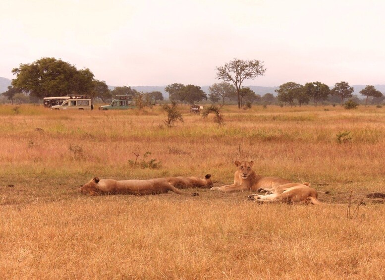 Picture 3 for Activity 6 Days Tanzanian Safari Serengeti Wonders & Crater Magic 2
