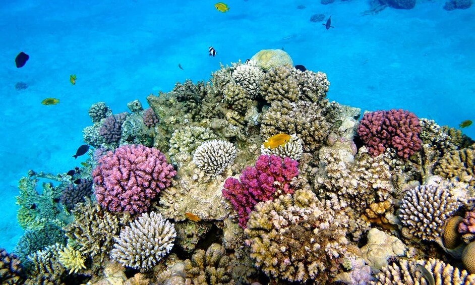 Pungume beach, sandbank BBQ and snorkeling 1