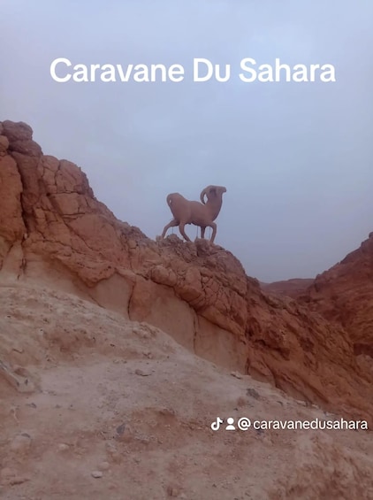 A camel standing on a rocky outcrop in a desert landscape. 3