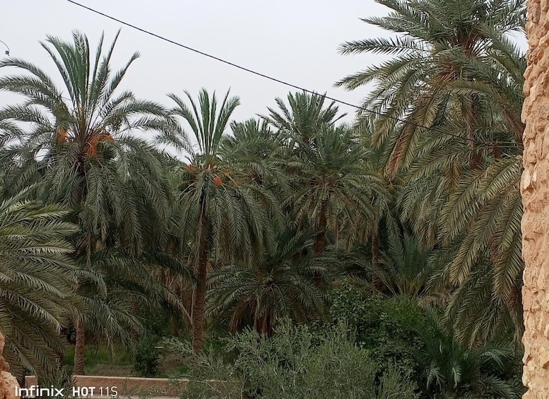 A dense palm grove with tall trees and a rocky outcrop on the right. 5