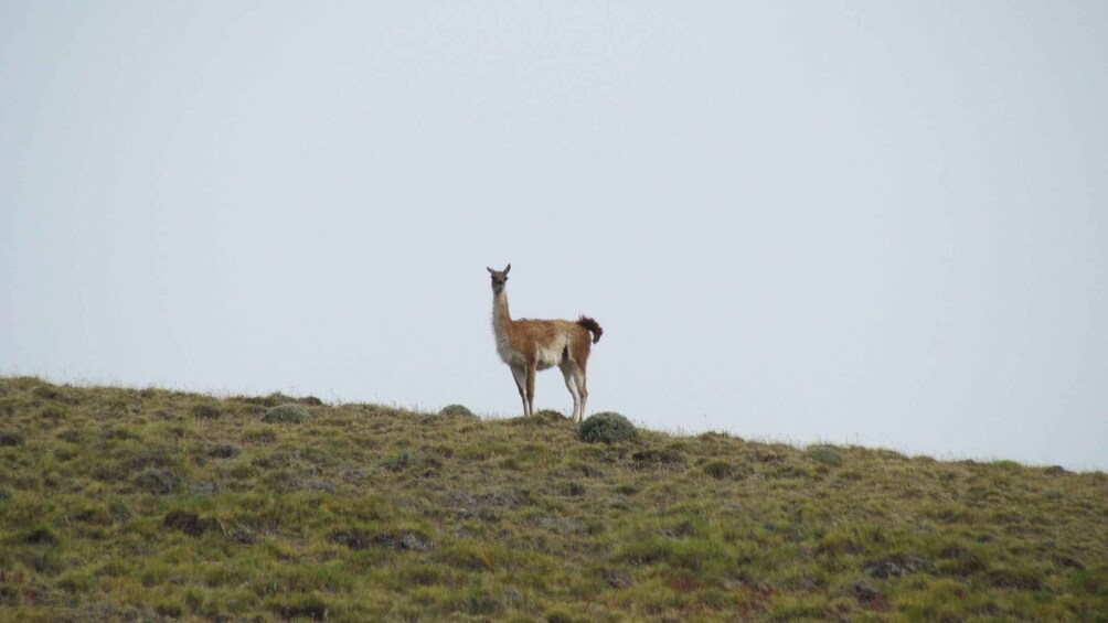 A llama standing on a grassy hill. 2