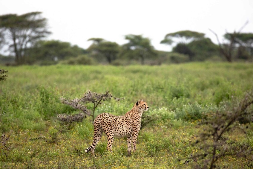 A cheetah standing in a grassy field with trees in the background. 5
