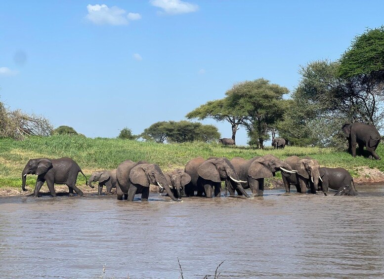 A herd of elephants crossing a river in a savannah landscape. 3