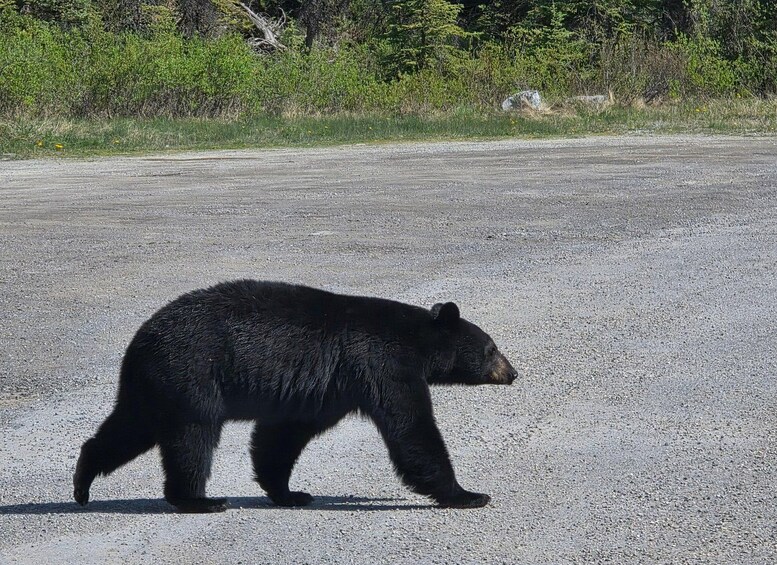 A bear walking on a gravel road. 4